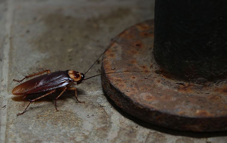 Cockroaches Identification