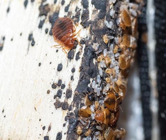 How Bed Bug Infestations Start In Raleigh Homes | Pest & Termite ...